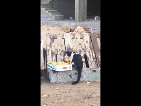 بالفيديو قط يلعق تمورًا معدة للبيع يثير غضب المواطنين السعوديين