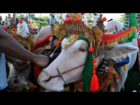 بالفيديو سباق الجواميس تقليد سنوي يثير حماسة كبيرة في بالي