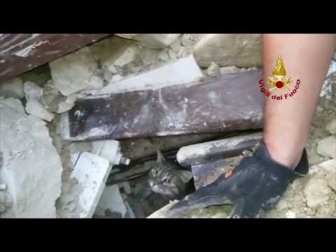 بالفيديو  إنقاذ قطة علقت لأكثر من أسبوعين تحت أنقاض زلزال إيطاليا