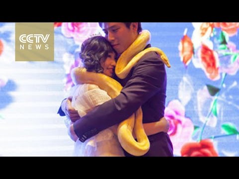 شاهد عروسان يستبدلان خواتم الزفاف بالثعابين الضخمة