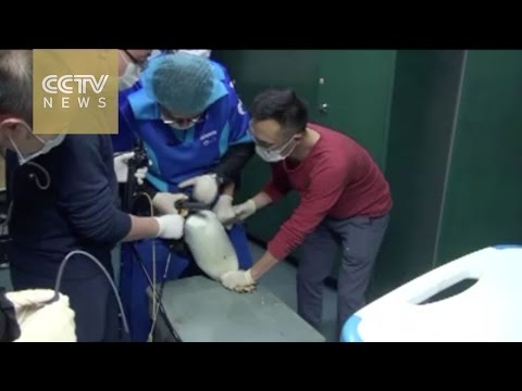 بالفيديو جراحة تستغرق 12 ساعة لإنقاذ بطريق ابتلع حصوة