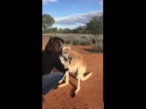 كنغارو تعشق الأحضان منذ طفولتها