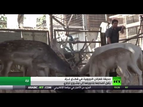 بالفيديو حديقة للغزلان في قطاع غزة