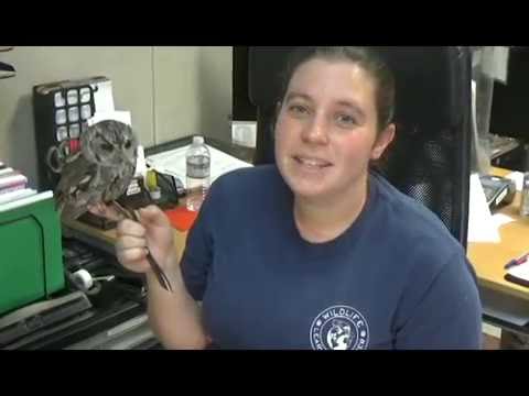 زيوس بومة عمياء في عينيها نجوم السماء