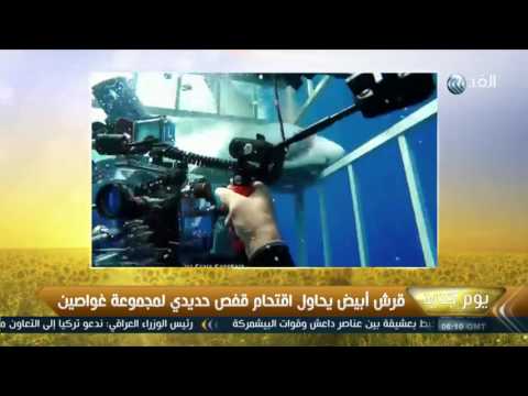بالفيديو قرش أبيض يقتحم قفصًا حديدًا لمجموعة غواصين