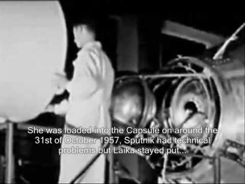 بالفيديو تعرّف على تفاصيل قصة الكلبة