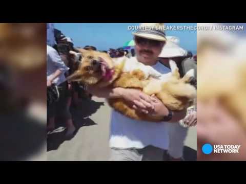 شاهد السعادة على طريقة الكلاب