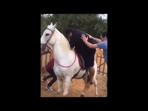 بالفيديو حصان ذكي يسقط رجلًا بدينًا حاول ركوبه