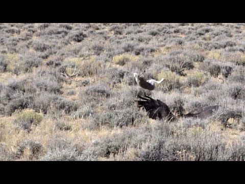 شاهد لقطات مذهلة لأرنب يهرب من مخالب نسر