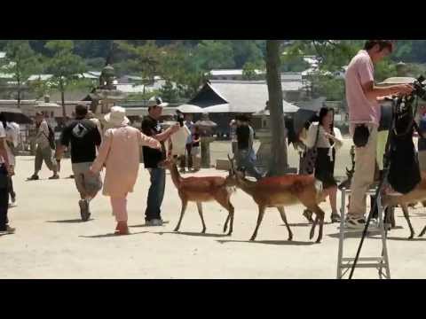 جزيرة يسكنها الغزلان والبشر