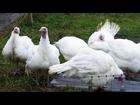 إجراءات في فرنسا ضدّ إنفلونزا الطيور
