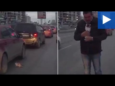شاهد رجل ينقذ قطة من الدهس أسفل عجلات السيارات