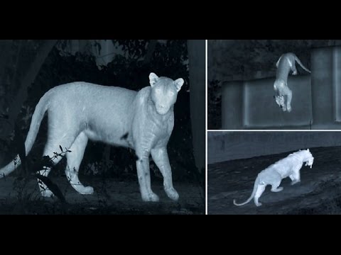 فهد يخطف خنزيرًا صغيرًا من والدته