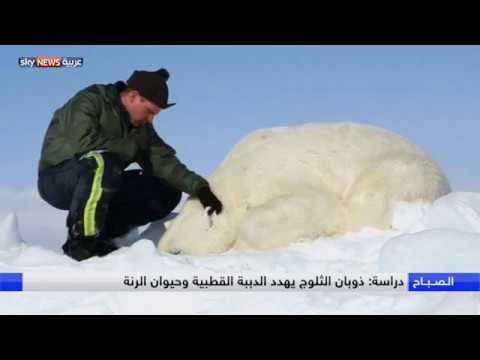 شاهد ذوبان الثلوج يهددّ الدببة القطبية