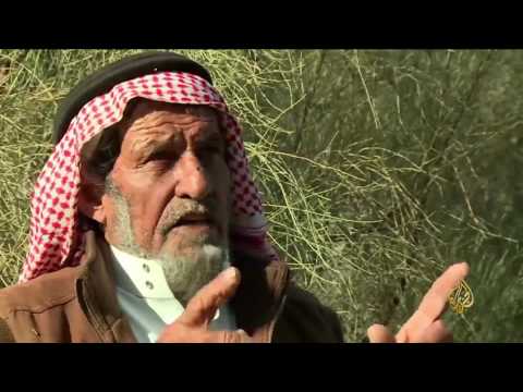 شاهد زراعة شجرة البان في منطقة العلا في المدينة المنورة