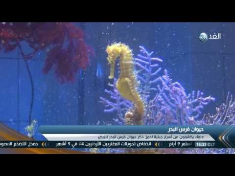 شاهدعلماء يكشفون عن أسرار جينية لحمل ذكر حيوان فرس البحر للبيض