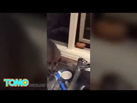 الأبسم يرفض مغادرة المطبخ ويأكل طعام صاحبه