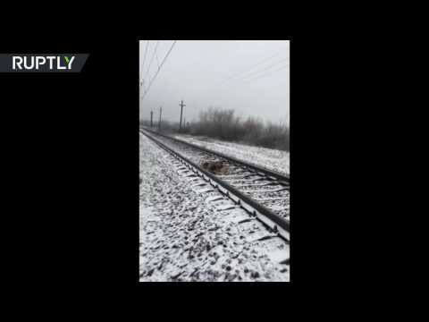 كلب يواجه الموت يومين على سكة القطارات لإنقاذ صديقه المصاب