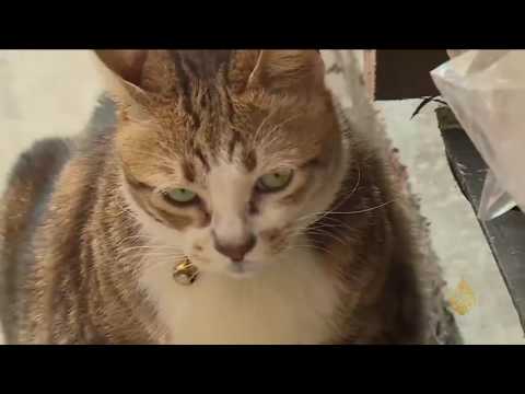 تعرف علي قطط السوق القديمة في هونغ كونغ