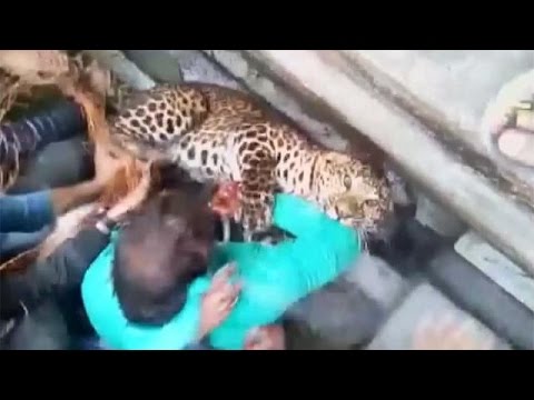 شاهد محاولة فاشلة لالتقاط نمر ضال