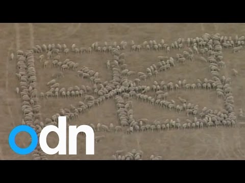 مزارع أسترالي يرسم علم بلاده بـالخراف