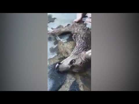 شاهد امرأة تنقذ غزالة من الموت بقبلة الحياة