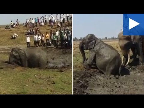 فيل يتقذ شقيقه المحاصر في الوحل