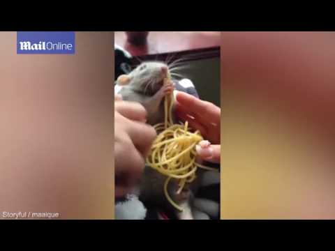 فأر أليف يتناول الإسباغيتي بنهم