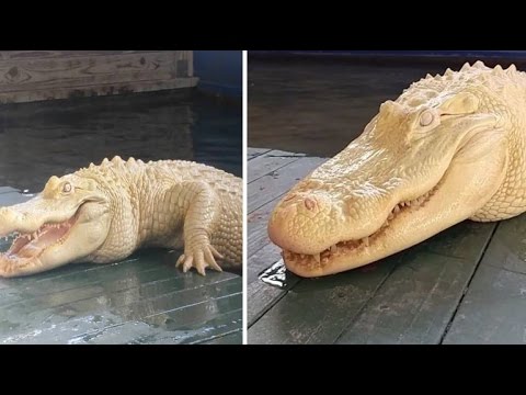 شاهد أنثى تمساح ألبينو تثير ضجة على الإنترنت