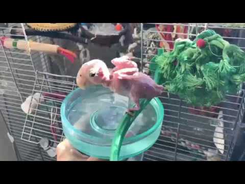 ببغاء أقرع يستمتع بحياته أكثر منك