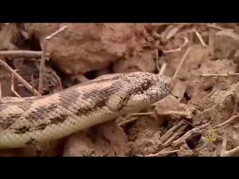 شاهد قاعدة بيانات للحيوانات المُهدّدة بالانقراض في العراق